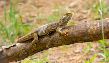 beautiful portrait of agama lizard