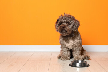 Cute Maltipoo dog and his bowl on floor near orange wall, space for text. Lovely pet