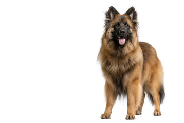 Fototapeta premium Pet Belgian Shepherd Dog, White Background.