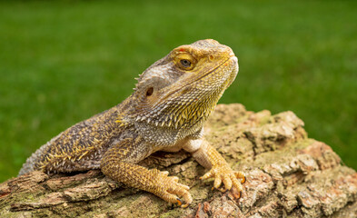 beautiful portrait of agama lizard