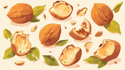 Colored and monochrome drawings of walnut in shell