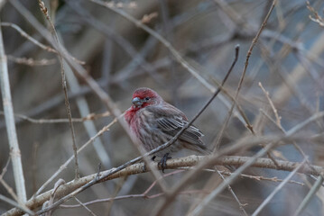 House Finch perched in a bush