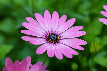 Purple Osteospermum flower on green floral background. also known as African daisy, South African daisy, Cape daisy and blue-eyed daisy.
