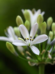 Agapanthus Africanus Albus, white lily flowers, close up. African lily or Lily of the Nile is popular, flowering garden plant of the Amaryllidaceae family.
 - obrazy, fototapety, plakaty