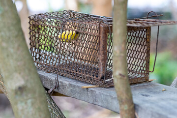 Squirrel trap with banana as bait, Thai countryside
