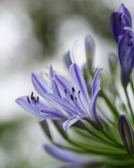 Agapanthus Africanus Albus, purple lily flowers, close up. African lily or Lily of the Nile is popular, flowering garden plant of the Amaryllidaceae family.
