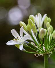 Agapanthus Africanus Albus, white lily flowers, close up. African lily or Lily of the Nile is popular, flowering garden plant of the Amaryllidaceae family.
