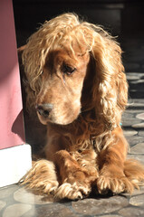 reddish brown cocker spaniel dog in close-up inside an apartment