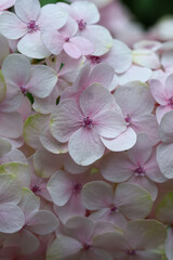 Baby pink Hydrangea macrophylla. Common names include bigleaf hydrangea, French hydrangea, lacecap,...