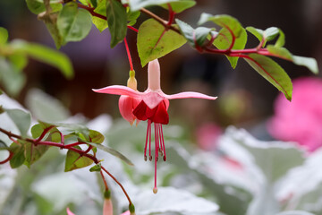Selective focus of Fuchsia magellanica, Red pink flower in the garden, Hummingbird fuchsia or hardy...