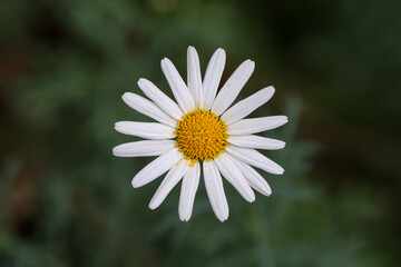 White beautiful daisies on a field in green grass in summer. Oxeye daisy, Leucanthemum vulgare, Daisies, Dox-eye, Common daisy, Dog daisy, Moon daisy. Gardening concept
