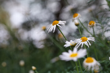 White beautiful daisies on a field in green grass in summer. Oxeye daisy, Leucanthemum vulgare, Daisies, Dox-eye, Common daisy, Dog daisy, Moon daisy. Gardening concept
