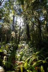 forest in the morning, New Zealand