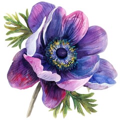 A watercolor painting of a purple anemone flower.