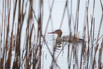 Red Breasted Merganser swimming through the grass