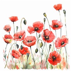 watercolor painting of red poppies