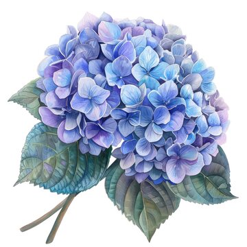 A watercolor painting of a blue and purple hydrangea flower.