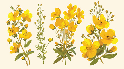 Colorful botanical drawing of St Johns wort in bloo