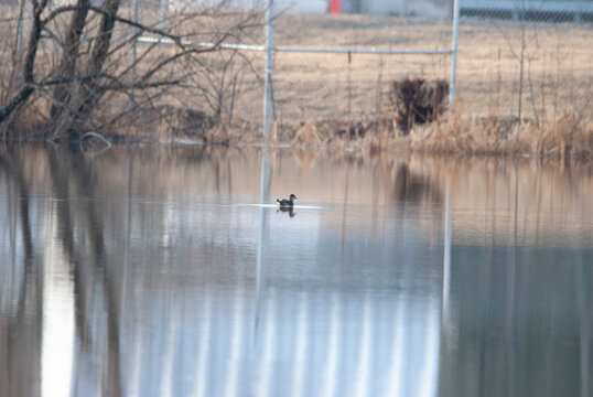 Rare Ruddy Duck alone on a pond