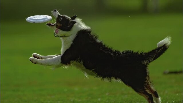 Dog running and jump to catch flying disk in slow motion
