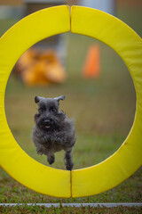 Dog jumping and running agility sport