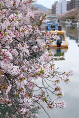 堀川沿いの桜並木　（高知県　高知市）