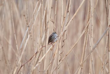 White Throated Sparrow perched in the Grass