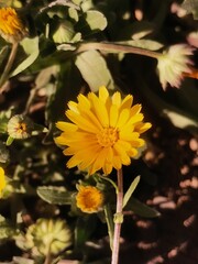 Vibrant Yellow Wildflower in Natural Habitat - Botanical Beauty and Floral Elegance