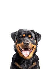 Affectionate Rottweiler A Pet Dog, Smiles with Confidence, Showcasing Strength and Companionship.  White Background. 