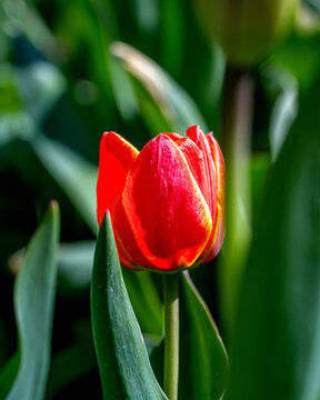 Tulips are blooming at spring time under a sunny day