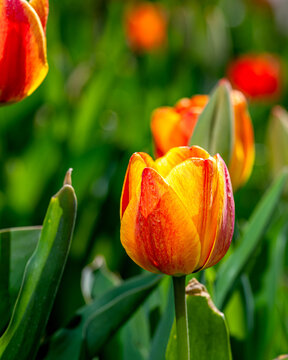 Tulips are blooming at spring time under a sunny day