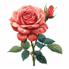 An illustration of a blooming pink rose with rich green leaves against a white background.