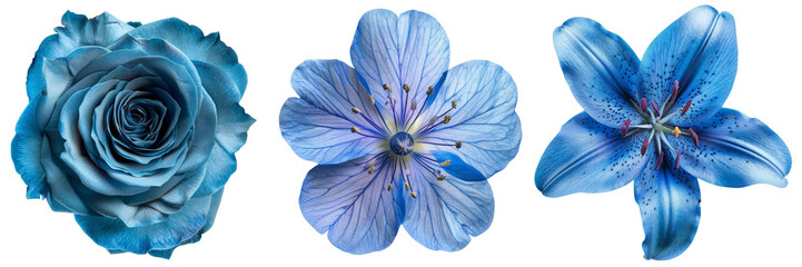 Set of different blue flowers (rose; lilium; swedish) isolated on transparent background. Top view.