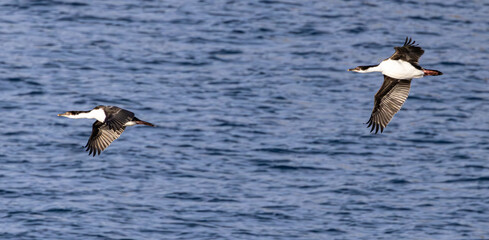 Fort Point Antartica Last Landing
