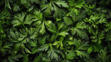 Close up image of carrot greens wallpaper