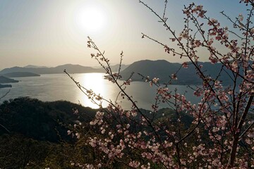 積善山からの瀬戸内の海と桜
