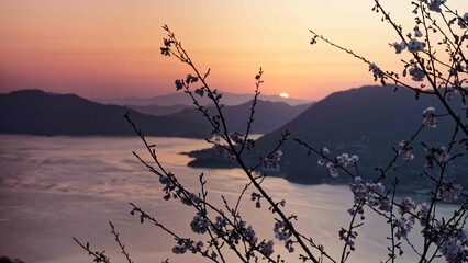 夕暮れの積善山からの瀬戸内の海と桜 - obrazy, fototapety, plakaty