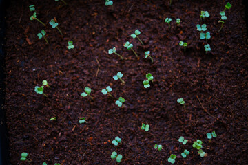 The microgreen sprouts on the coconut fiber for healthy eating and gardening background.