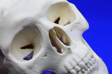 Side view of a Human skull model on a blue background
