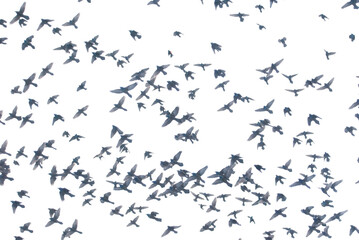 Mixed Flock of Redwing Blackbirds Common Grackles and European Starlings