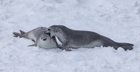he Gullet Cracling Ice and Narrow Channel Antartica