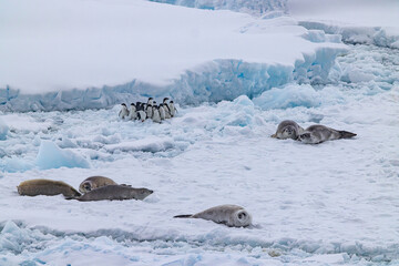Fototapeta premium he Gullet Cracling Ice and Narrow Channel Antartica