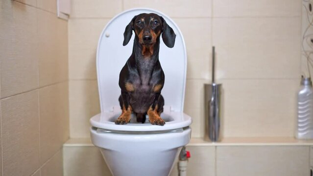 Adorable dachshund sits comfortably on white toilet in bathroom. Purebred animal sits on toilet seat surveying activity in bathroom