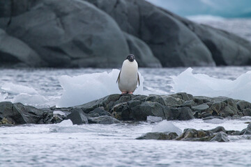 Port Charcot, Hovgaard Island, and Fish Islands - Antartica
