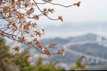 しまなみ海道に咲く山桜の花