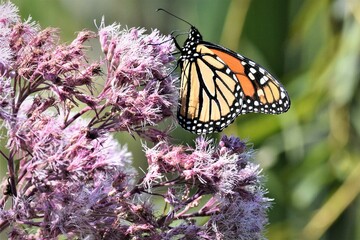 monarch butterfly on flower
