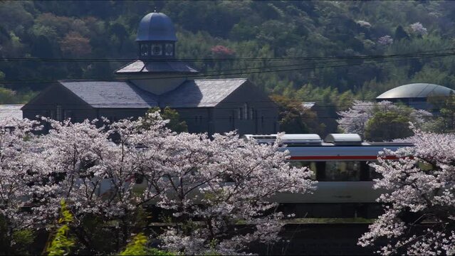 桜咲く安土を走るHC85系特急ひだ （東海道本線 安土 - 能登川, 2024年4月）