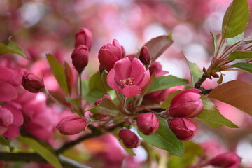 Obraz premium Blossom 