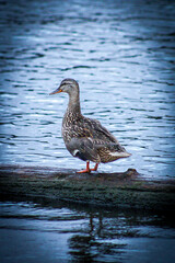 duck on the lake
