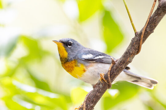 A northern parula warbler (Setophaga americana), a colorful small bird, in southwest Florida